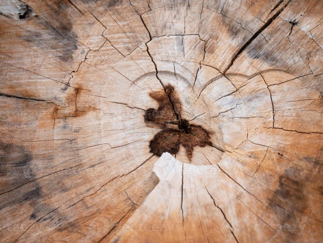 Nature's art close-up of a weathered tree ring forest floor texture photography natural environment detailed view timeless beauty photo
