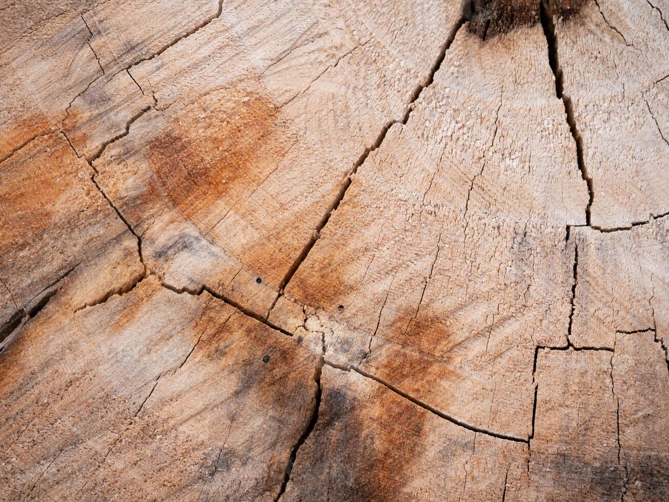 Natural wood grain close-up forest location macro photography rustic environment textured viewpoint organic concept for nature lovers photo