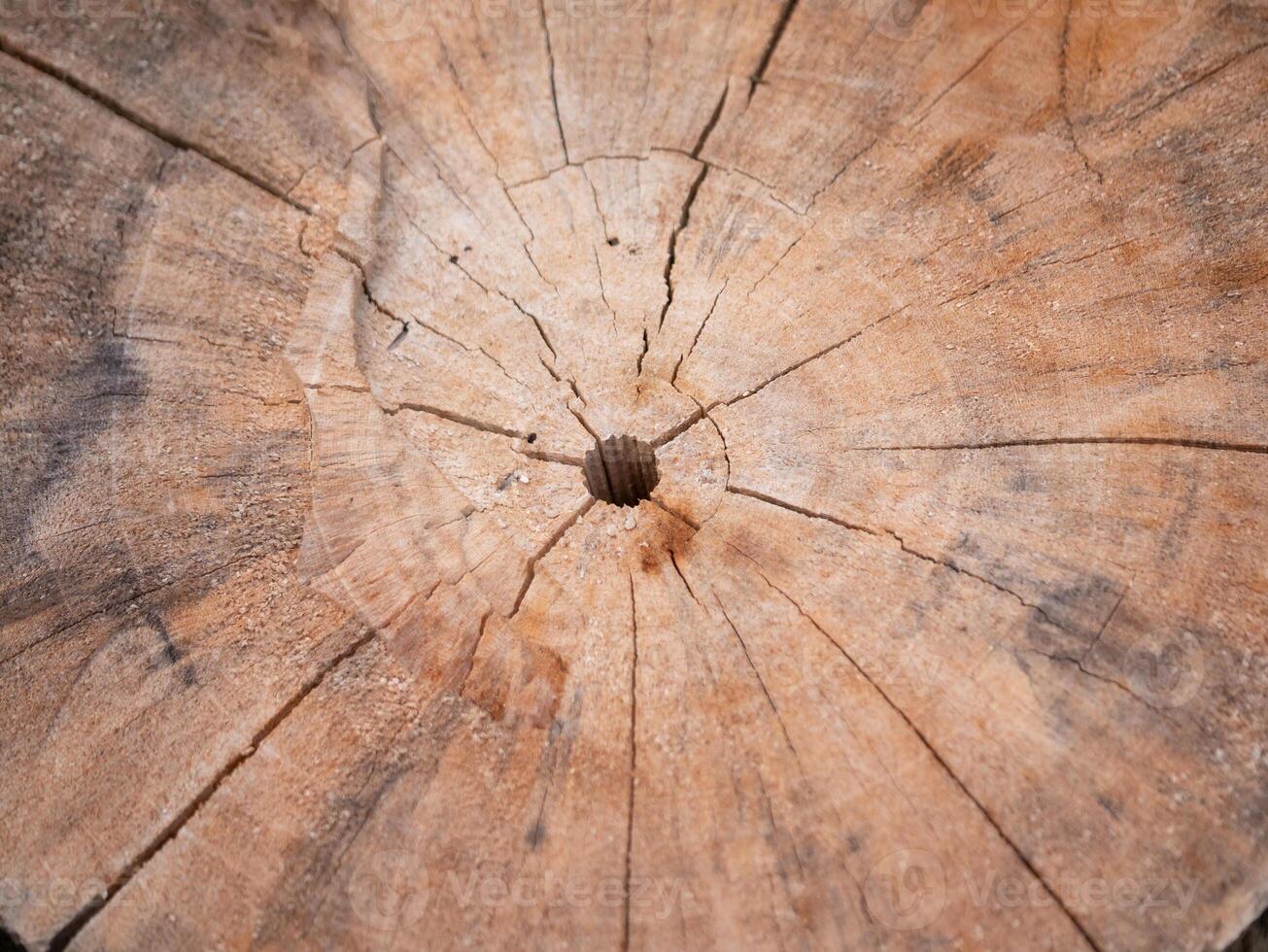 Close-up of tree ring detail forest nature photography natural environment macro view wood aging process for eco-awareness photo