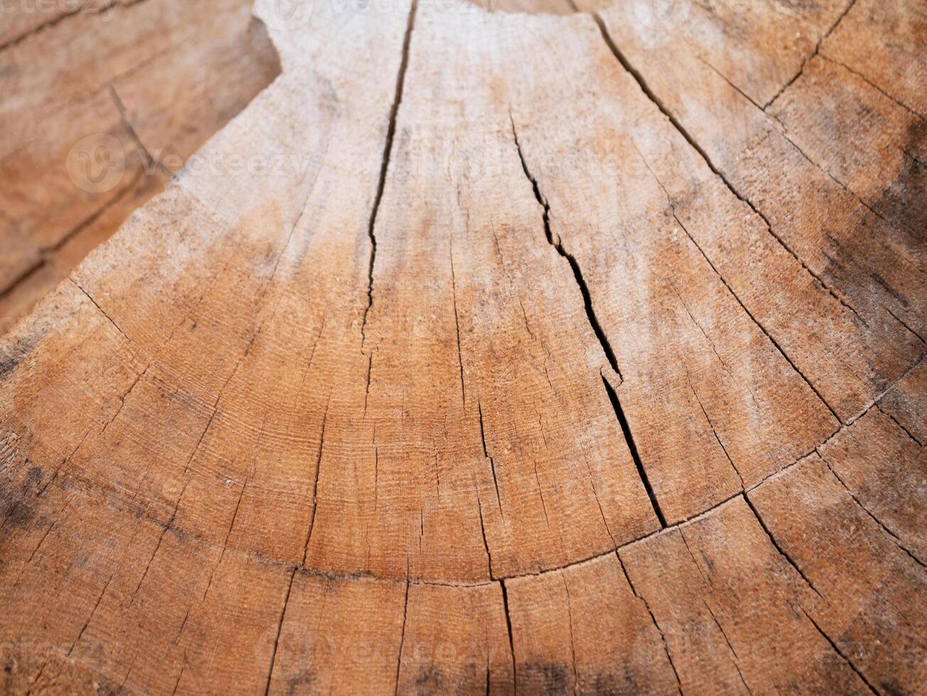 Exploring the intricate patterns of tree rings nature photography forest close-up time passage photo