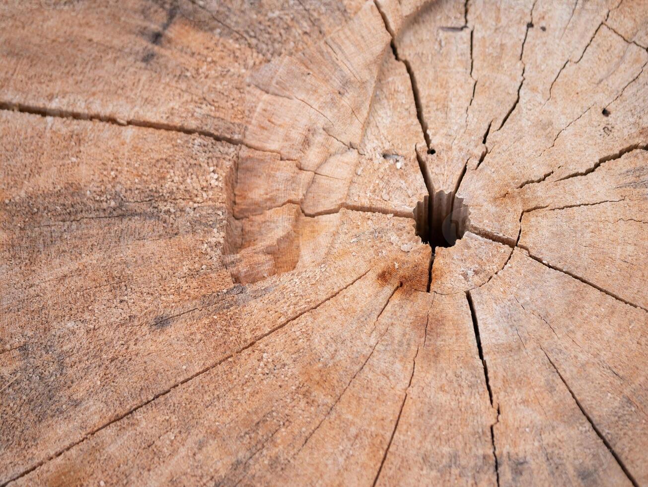 Exploring the beauty of wood grain patterns natural environment close-up photography rustic setting artistic perspective nature's design photo
