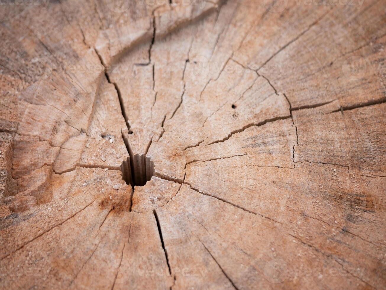Nature's resilience close-up of cracked wood forested area textural study natural environment macro view organic concept photo
