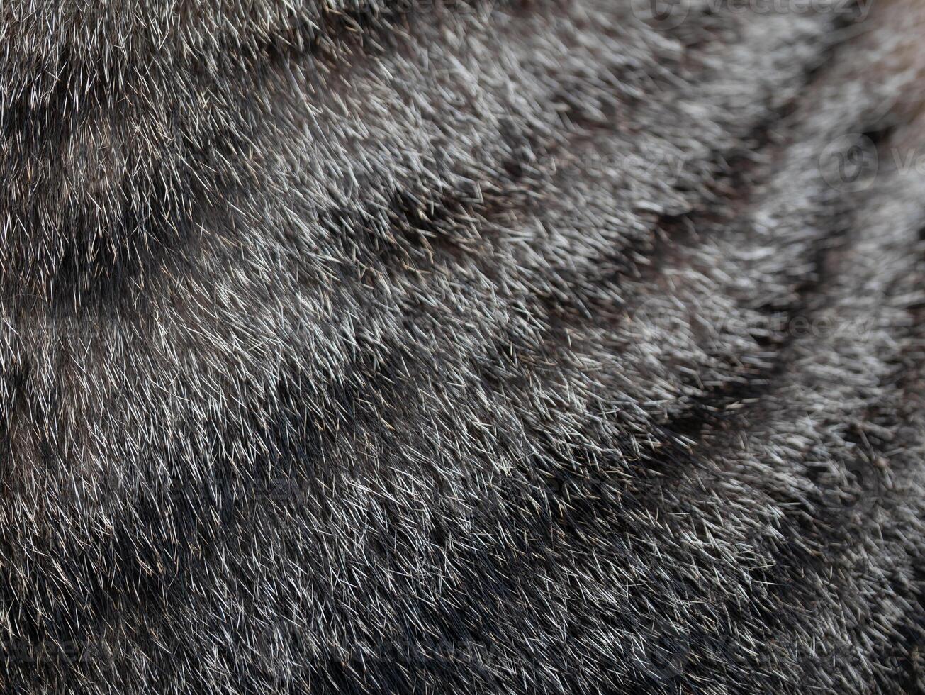 Close-up of cat fur texture indoor environment nature photography detailed view animal concept for pet lovers seo impact photo