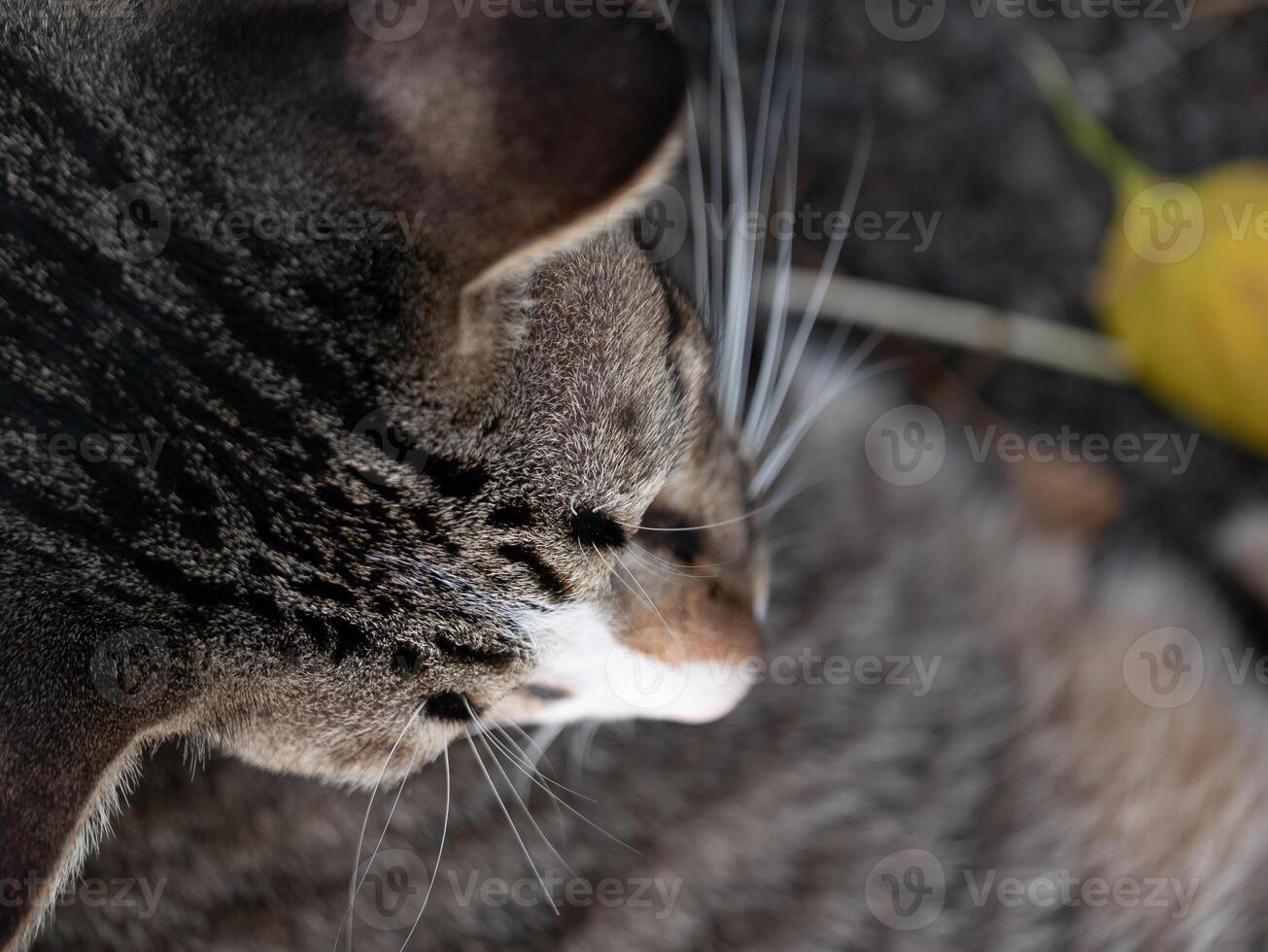 Curious cat observing nature outdoor garden animal photography close-up view serenity and wildlife interaction photo