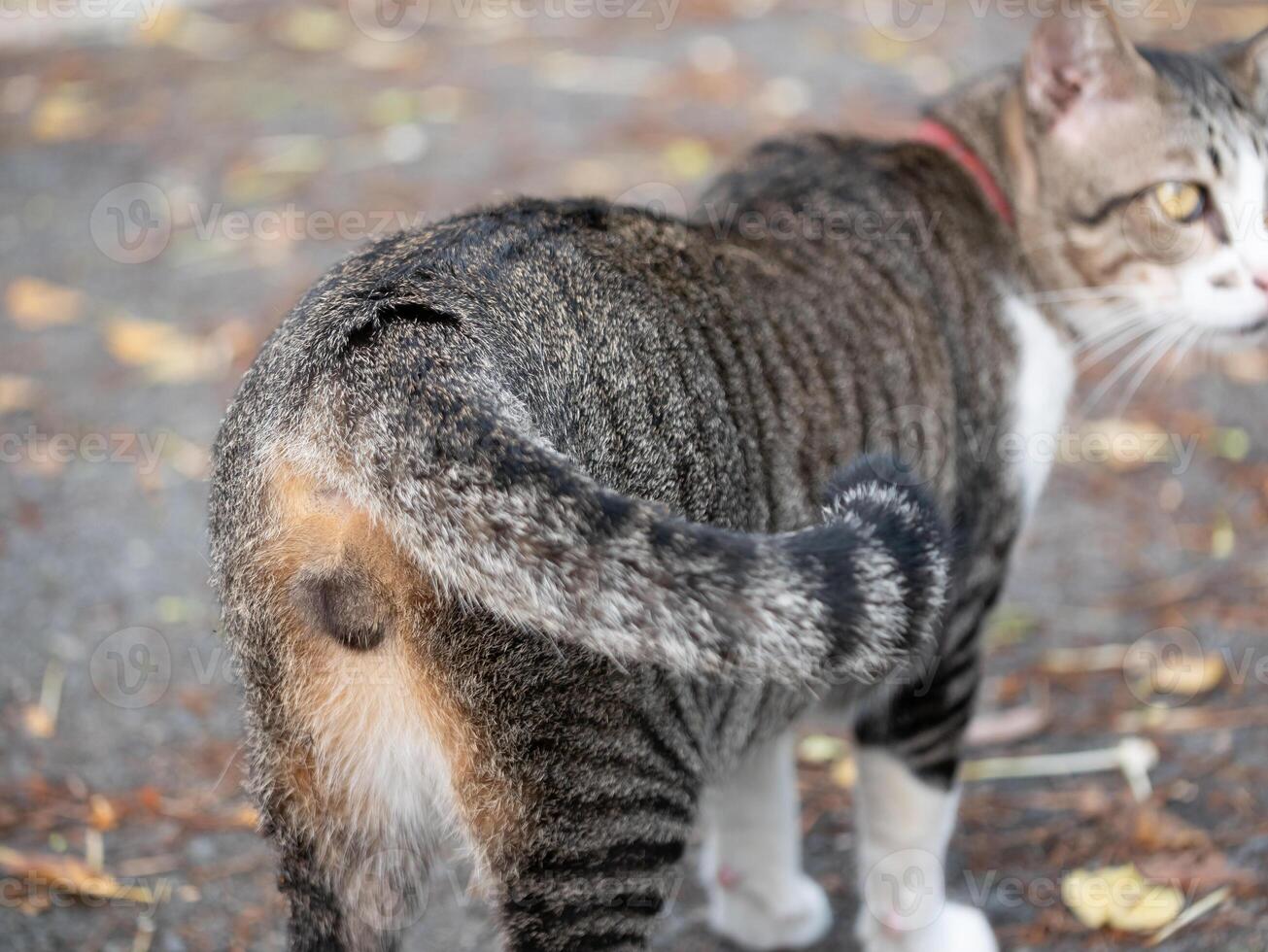 Curious cat exploring nature outdoor setting animal photography autumn leaves side view playful behavior photo