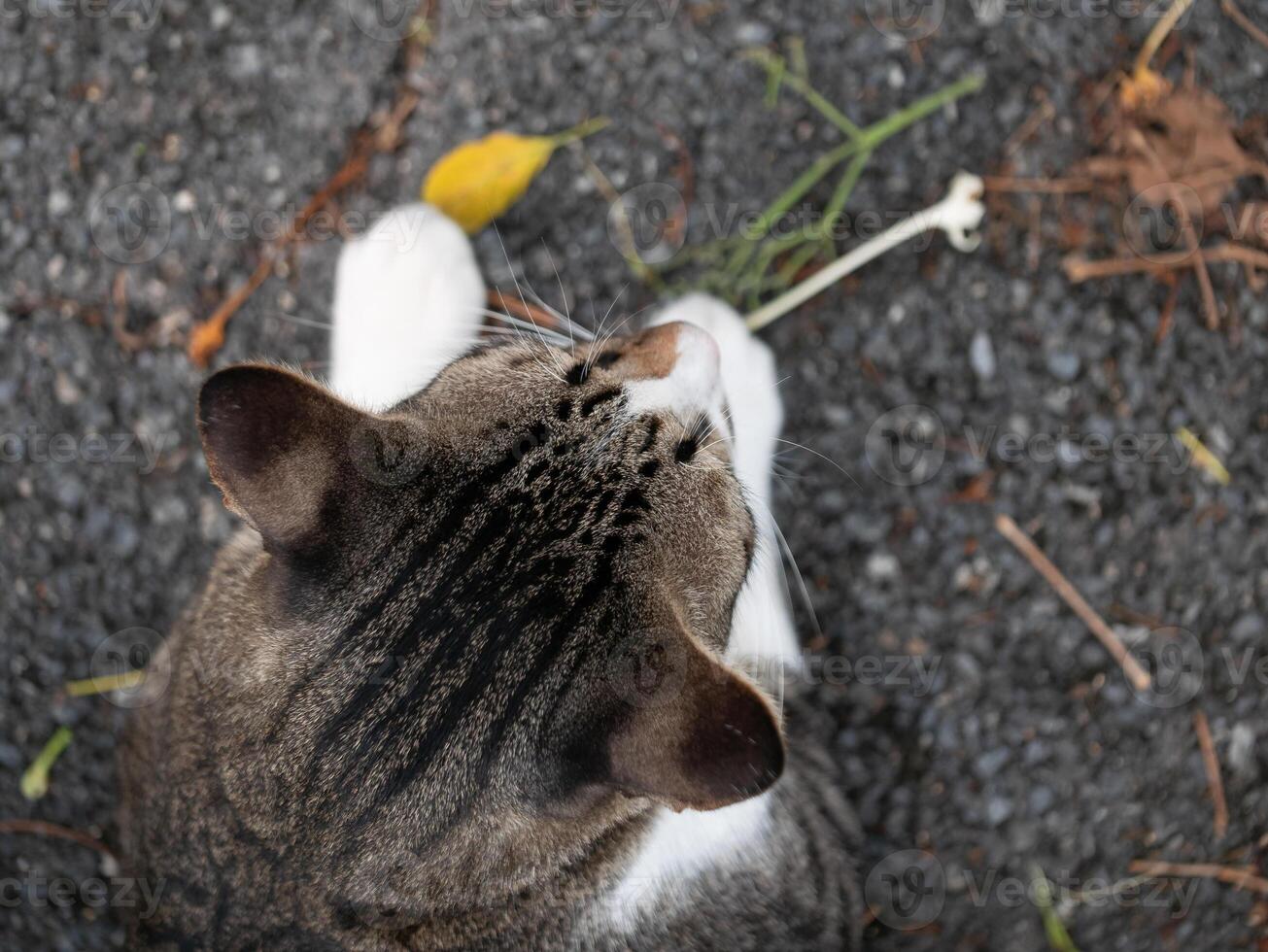 Playful cat exploring nature outdoor environment animal photography overhead view curiosity concept photo