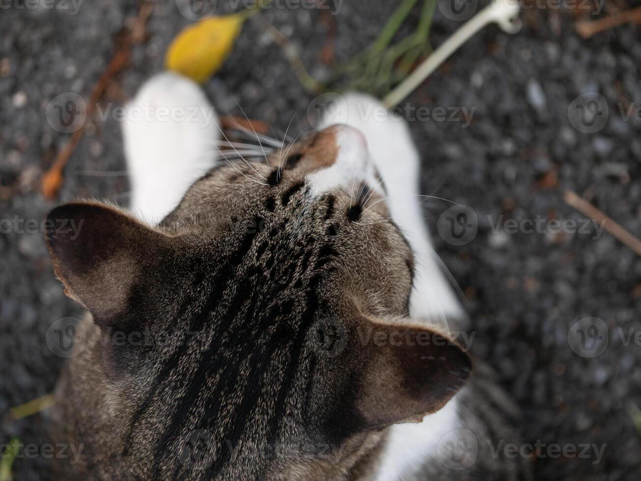 Curious cat observing nature garden path animal photography outdoor setting top view exploration and discovery photo