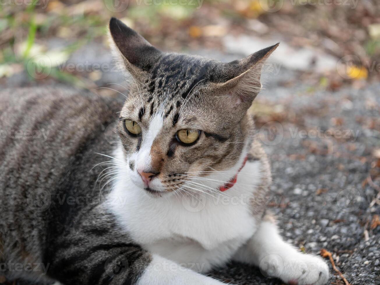 Curious cat observing surroundings in a natural outdoor setting photography close-up relaxed atmosphere feline behavior photo