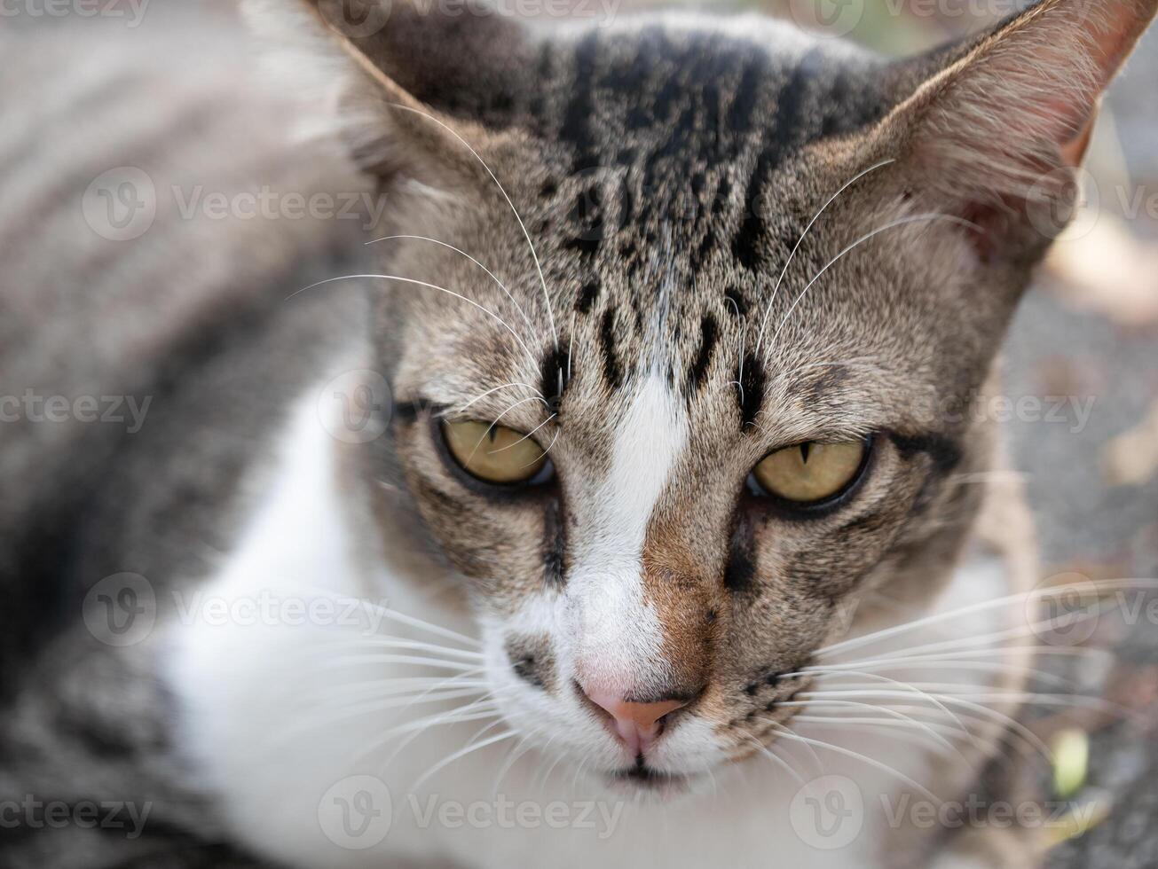 Curious cat portrait urban setting animal photography natural light close-up view expressive features for pet lovers photo