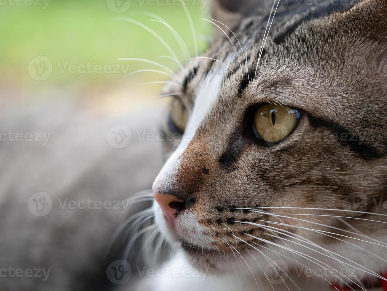 Curious cat observing nature outdoor setting animal photography natural environment close-up viewpoint feline fascination photo