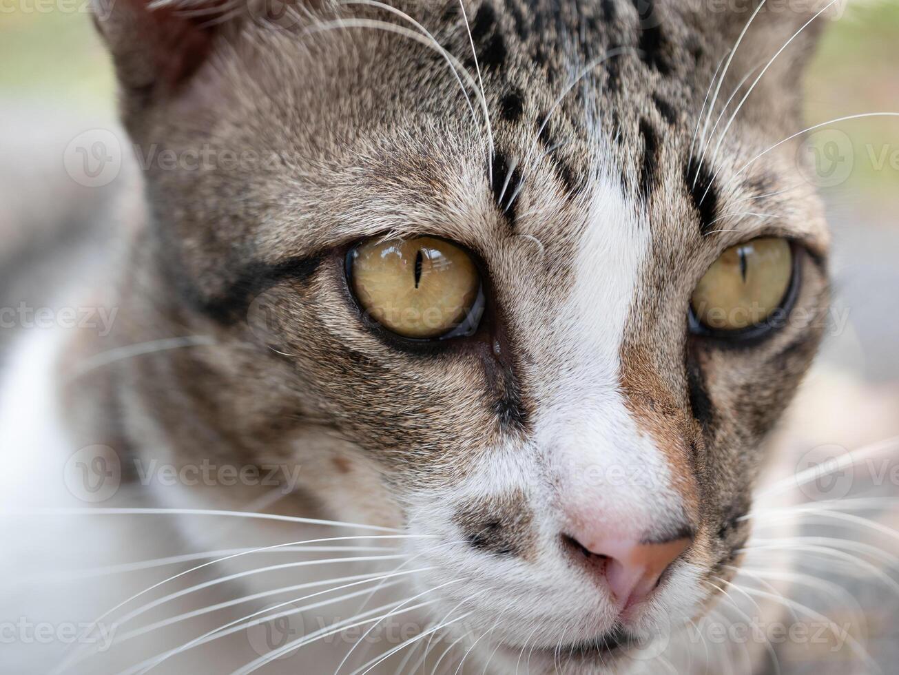 Captivating cat close-up outdoor setting animal photography natural light intimate viewpoint felinity in focus photo