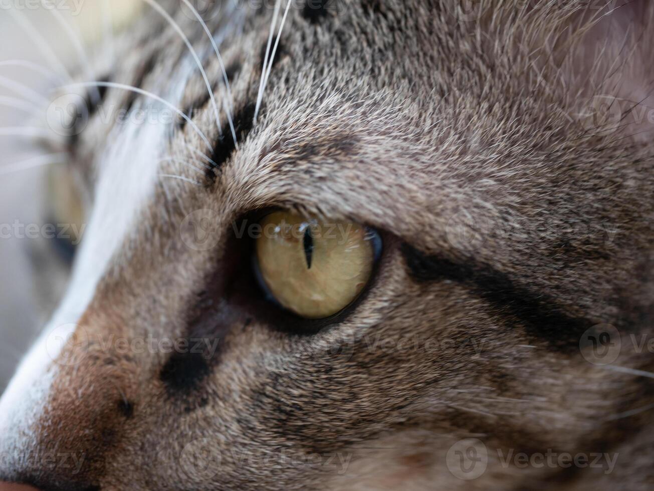 Close-up action of a cat's eye indoor environment animal photography focused perspective nature's beauty captured photo