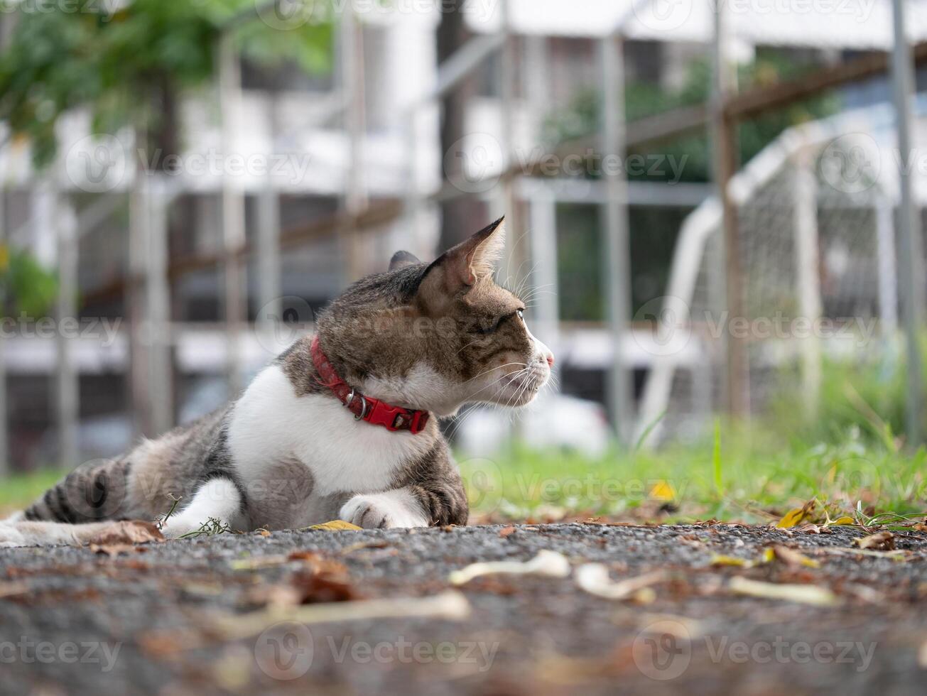 Curious cat observing its surroundings in urban park photography nature close-up view animal behavior photo