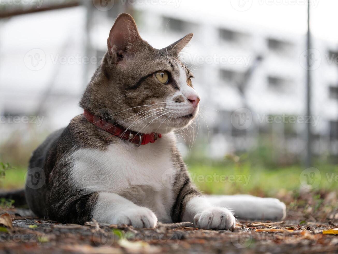 Curious cat observing surroundings in urban park nature photography calm environment close-up view pet lifestyle photo