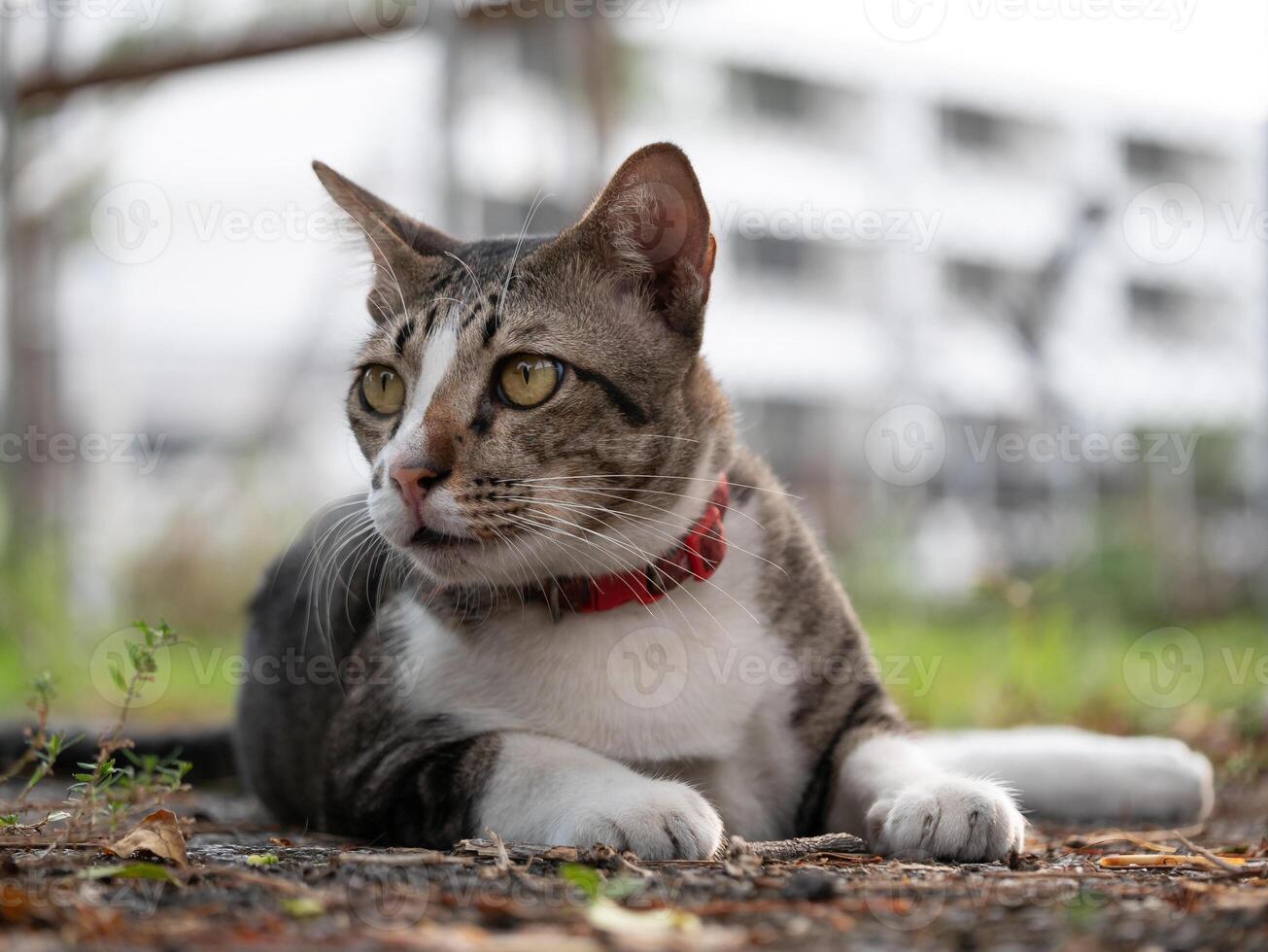 Curious cat observing its surroundings urban park animal photography natural light eye-level perspective feline awareness photo
