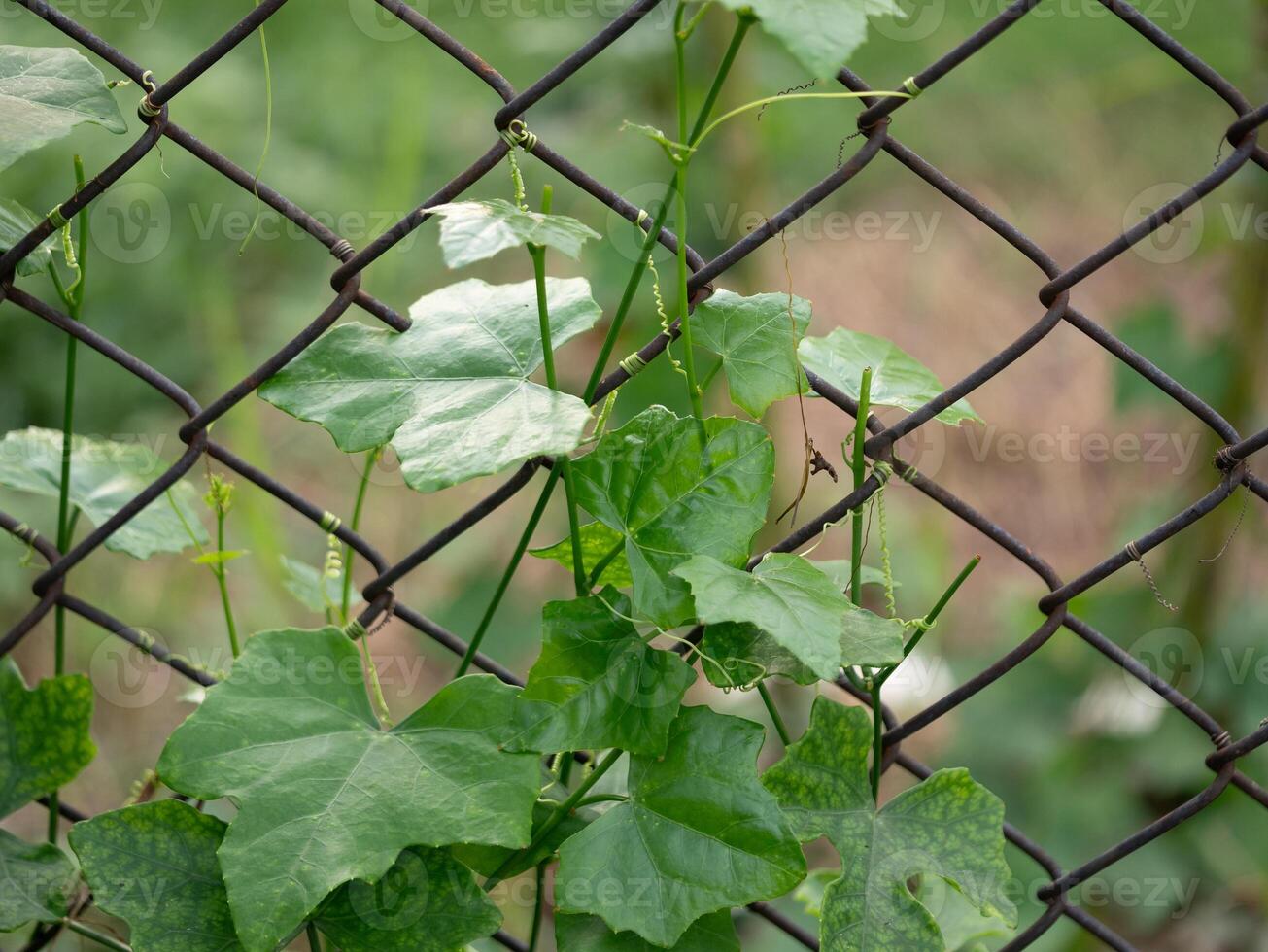 Vibrant green vines climbing a chain-link fence urban setting nature capture close-up growth concept photo