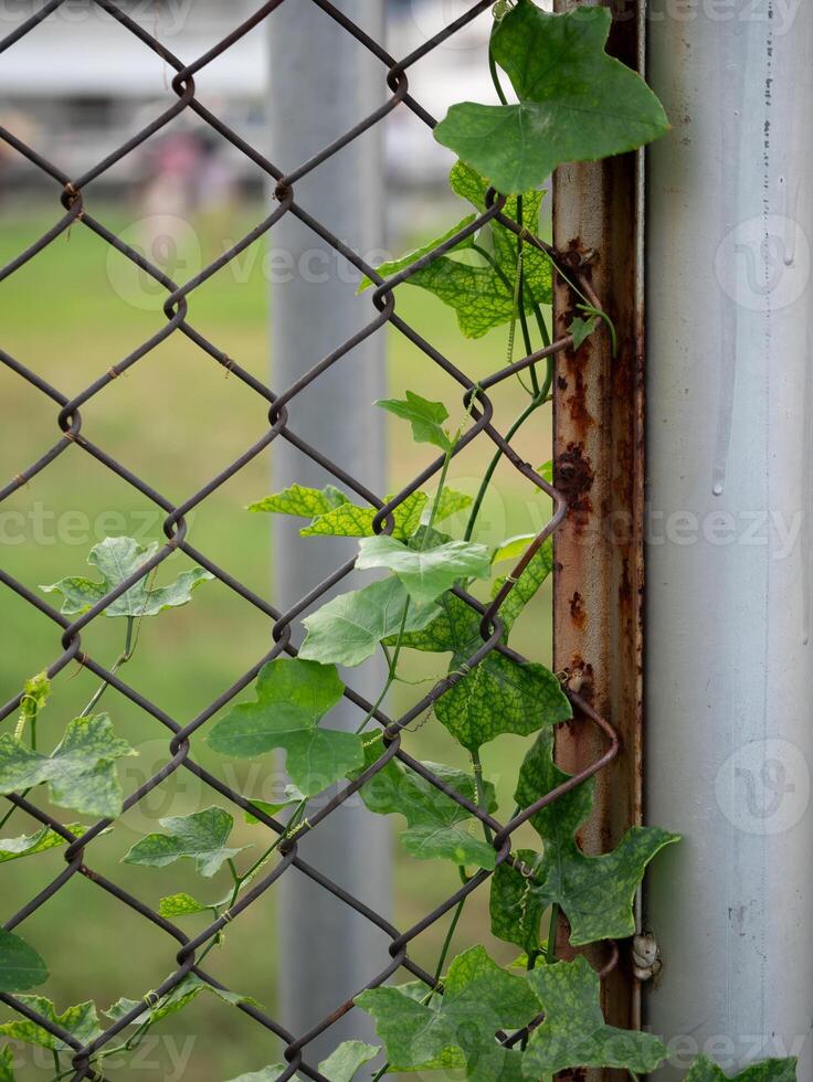 Vibrant green ivy climbing through rusted chain link fence urban area nature photography outdoor setting close-up view urban decay photo
