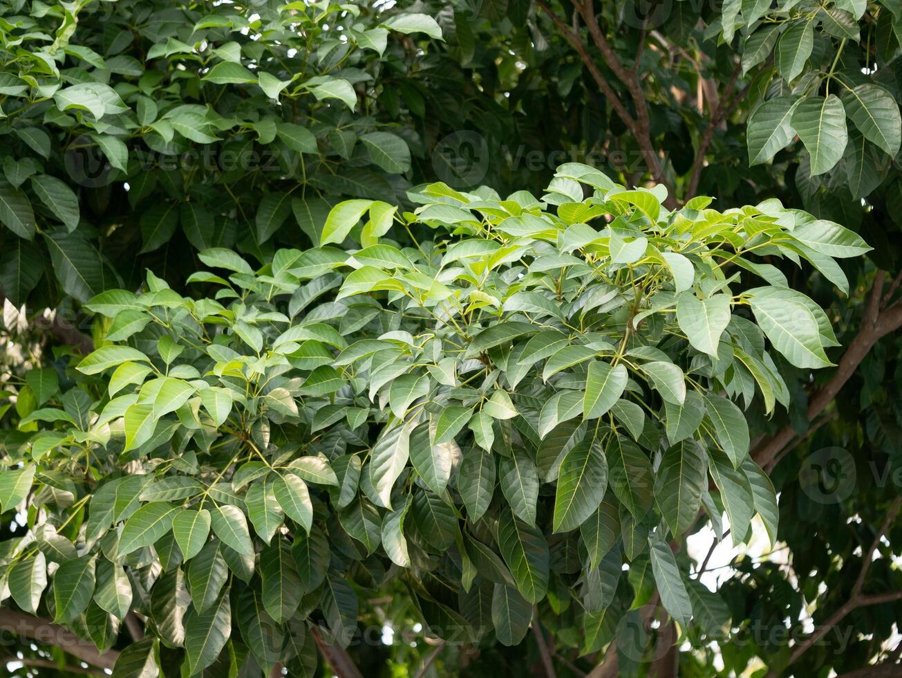 Lush green leaves of a flourishing tree urban garden nature photography natural environment close-up view growth concept photo