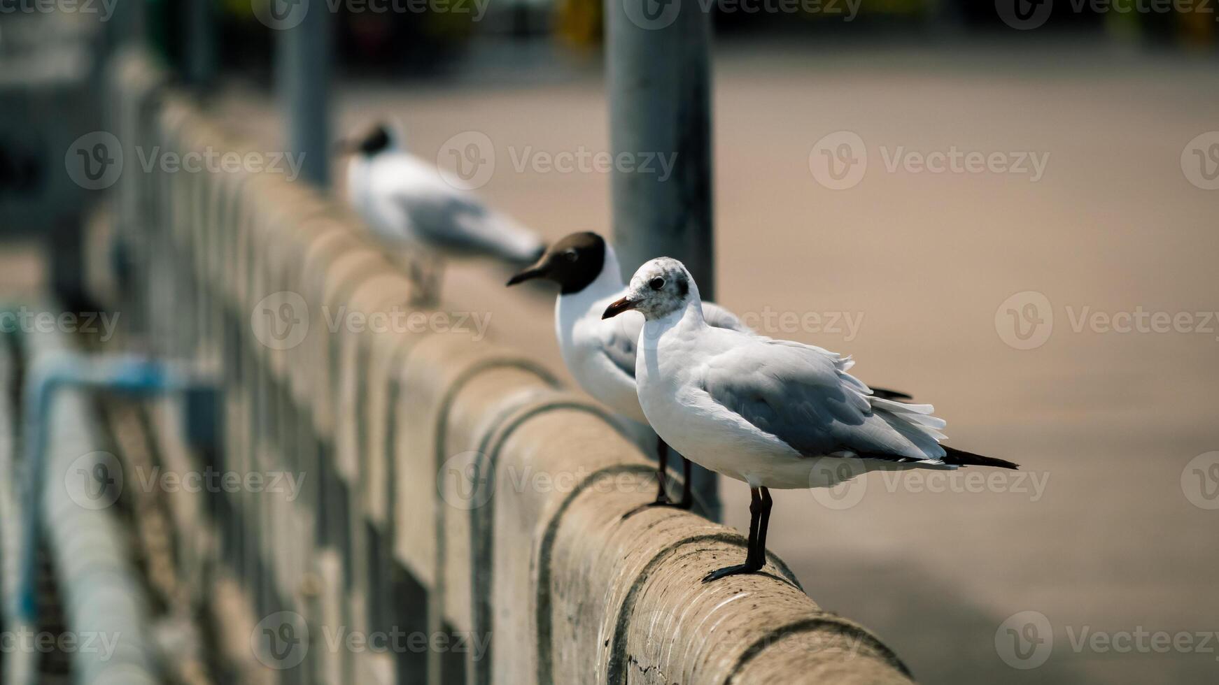 Seagulls perched on a pier coastal town wildlife photography urban environment close-up view nature's serenity photo