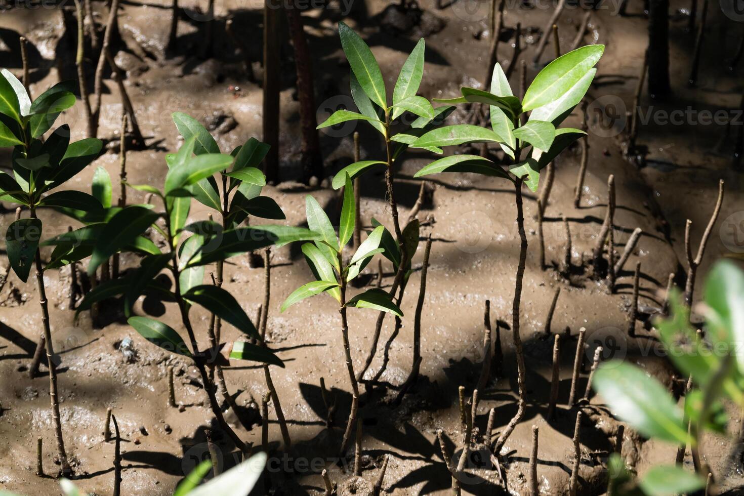 New mangrove growth coastal wetlands nature photography sun-dappled environment close-up view ecosystem restoration photo