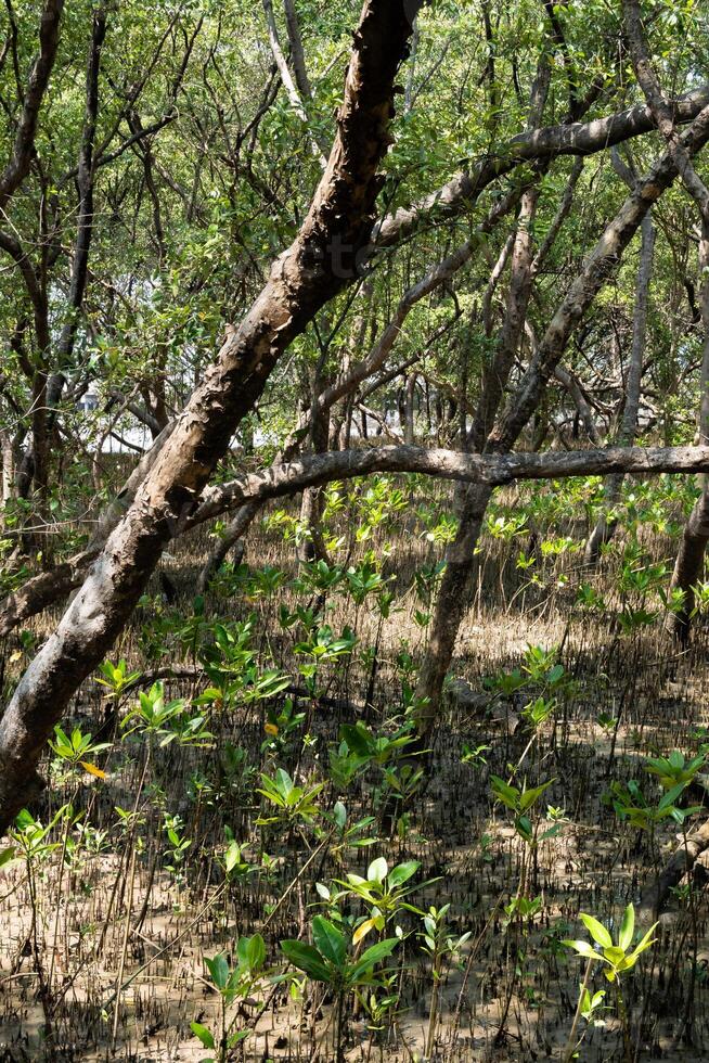 Exploring the tranquil mangrove forest coastal area nature photography lush environment ground perspective biodiversity awareness photo