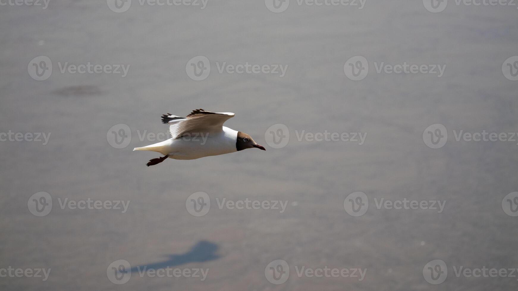 Bird in flight over tranquil water nature scene wildlife photography calm environment aerial view freedom concept photo