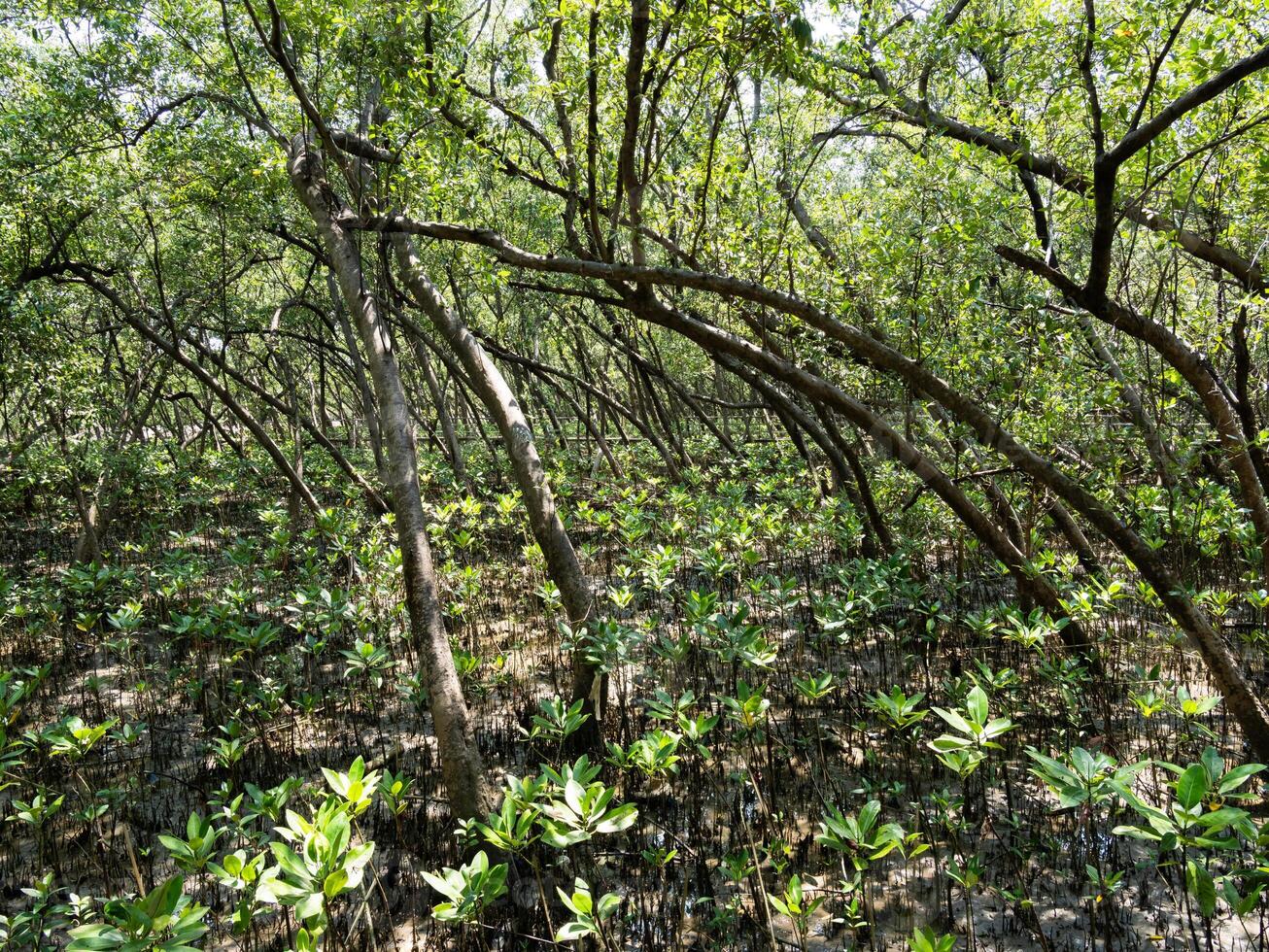 Exploring tranquil mangrove forests nature conservation scenic landscape lush environment close-up view biodiversity awareness photo