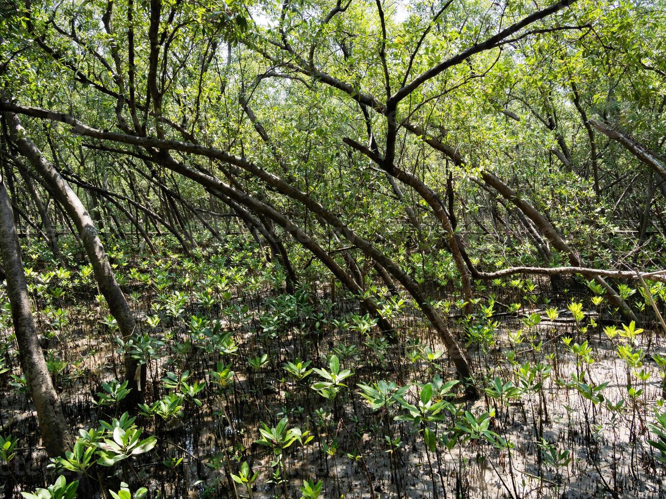 Exploring the lush mangrove forests coastal region nature photography tranquil environment ground level biodiversity conservation photo