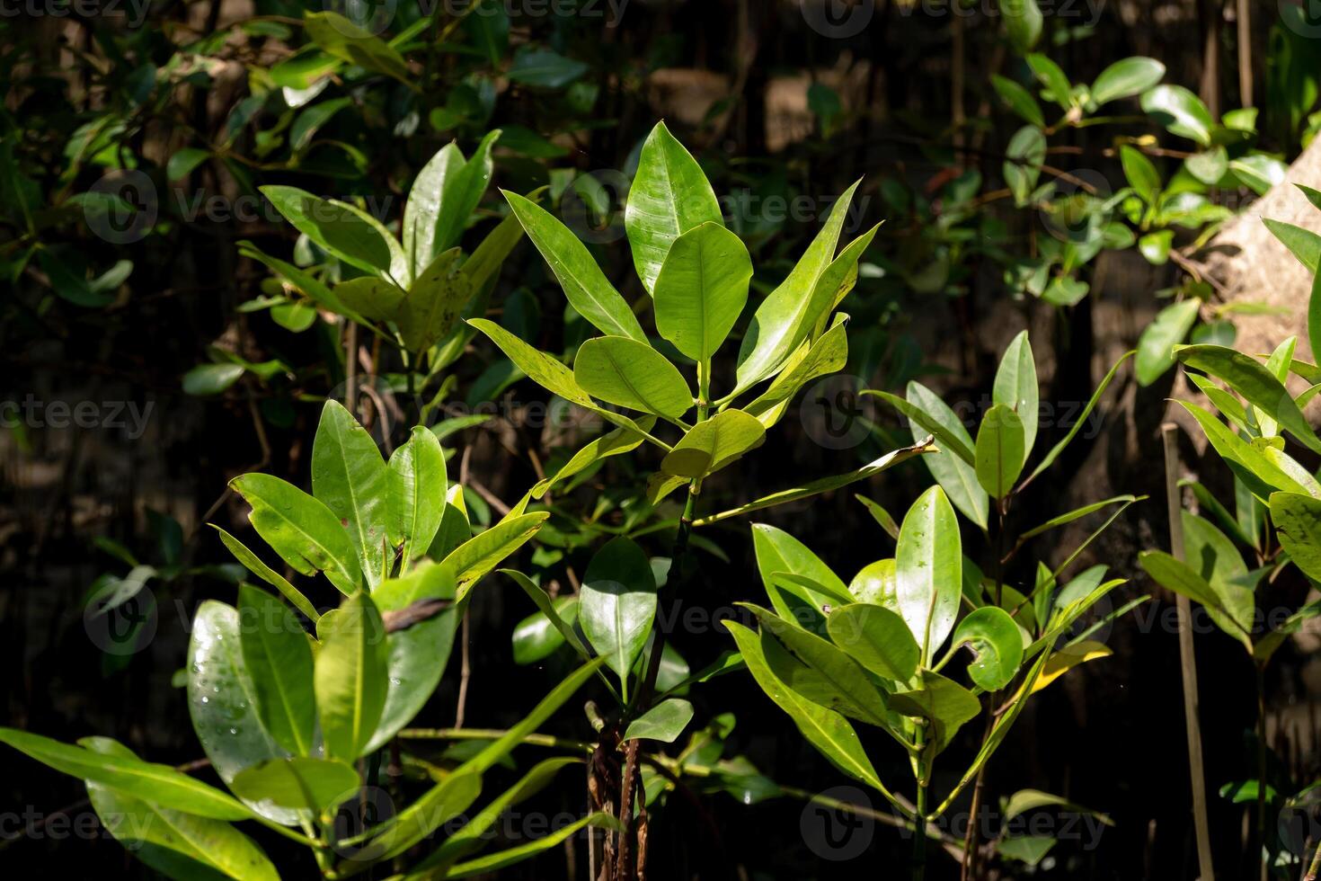 Exploring lush greenery tropical forest nature photography sunlit environment close-up view botanical diversity photo