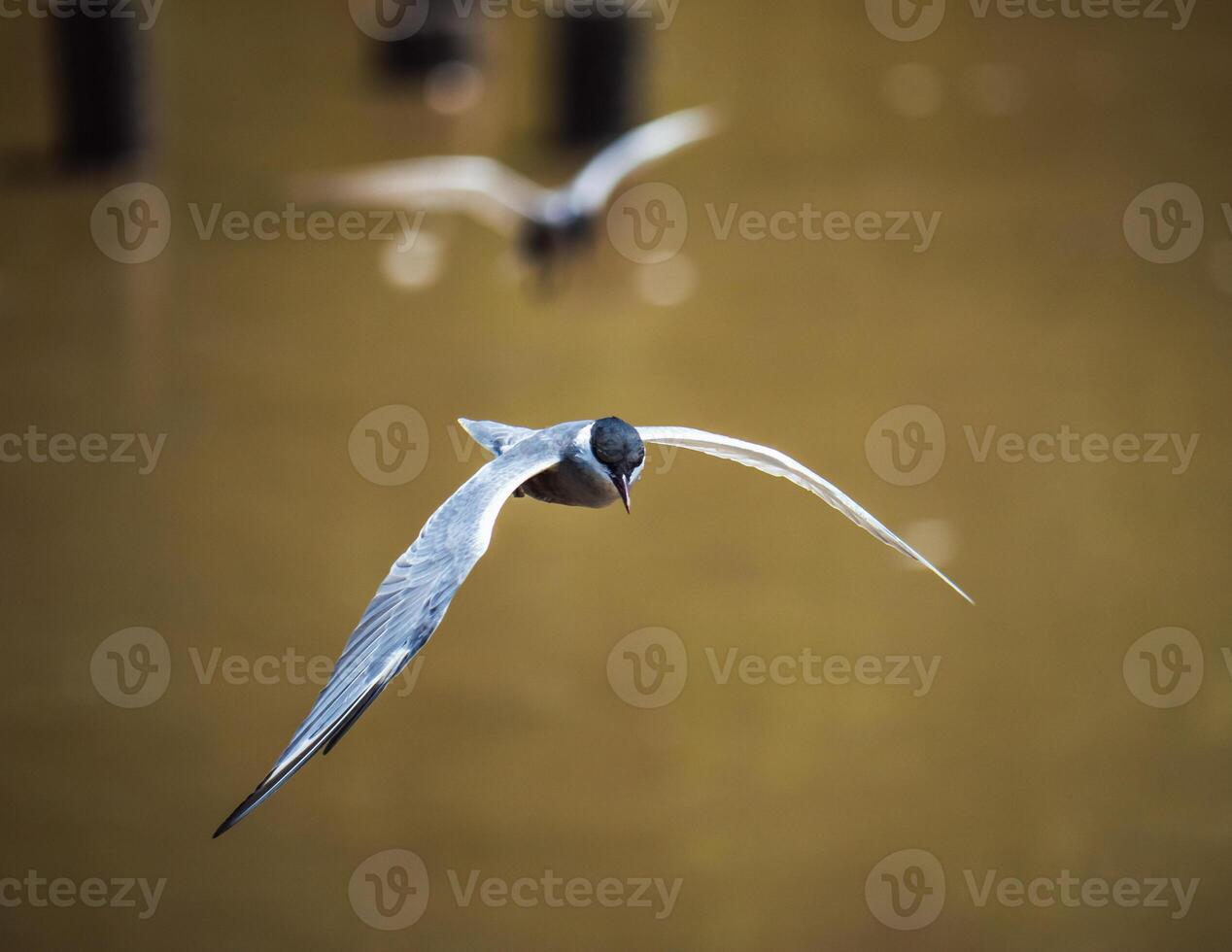 Birds in flight over tranquil waters nature photography serene environment captured close-up perspective for wildlife enthusiasts photo