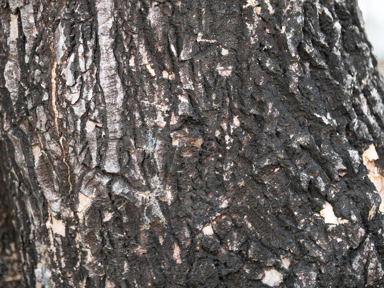 Exploring the texture of tree bark nature walk photography outdoor environment close-up view natural patterns photo