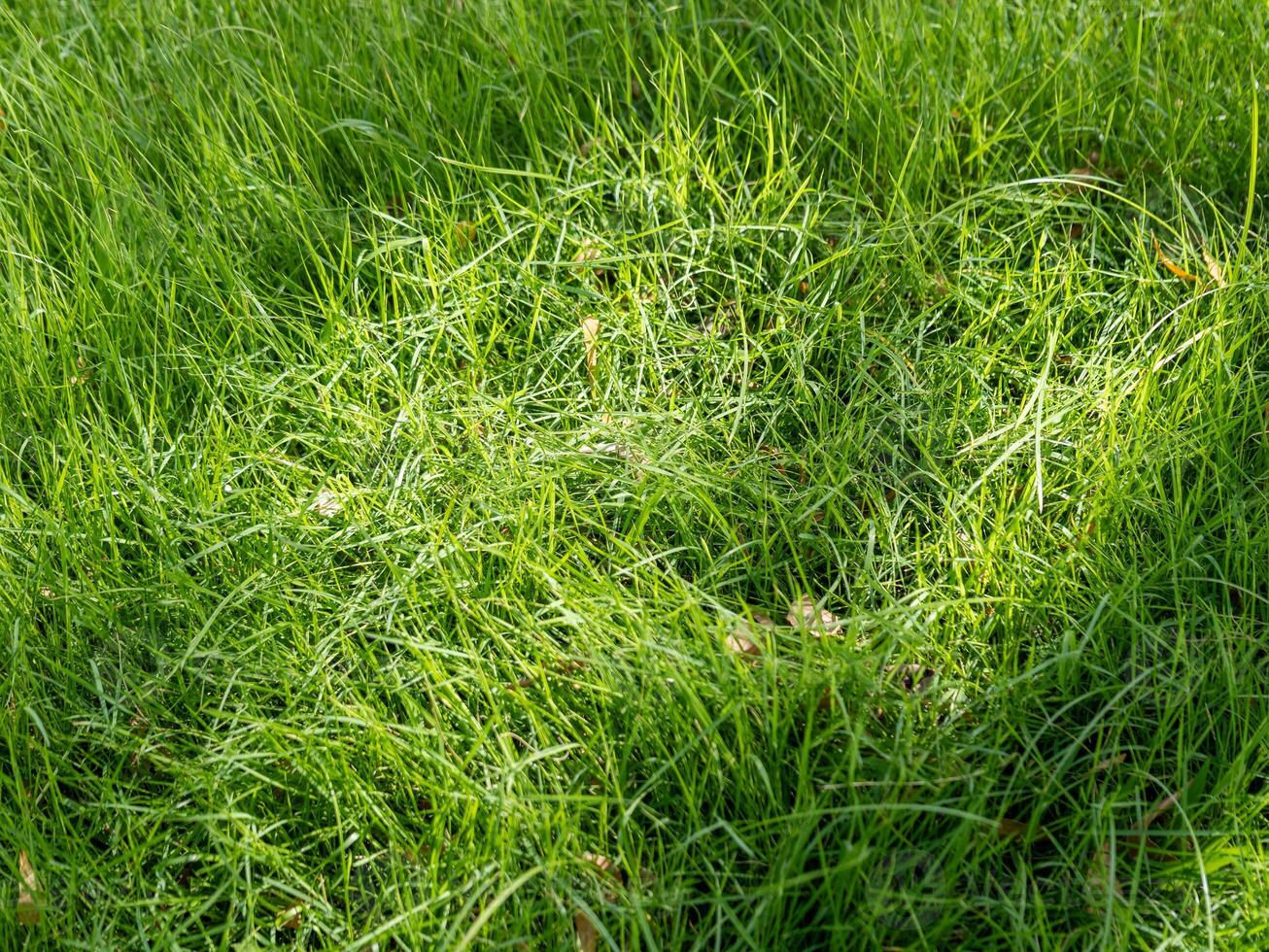 Lush green grass growth in natural environment outdoor setting close-up view nature concept photo