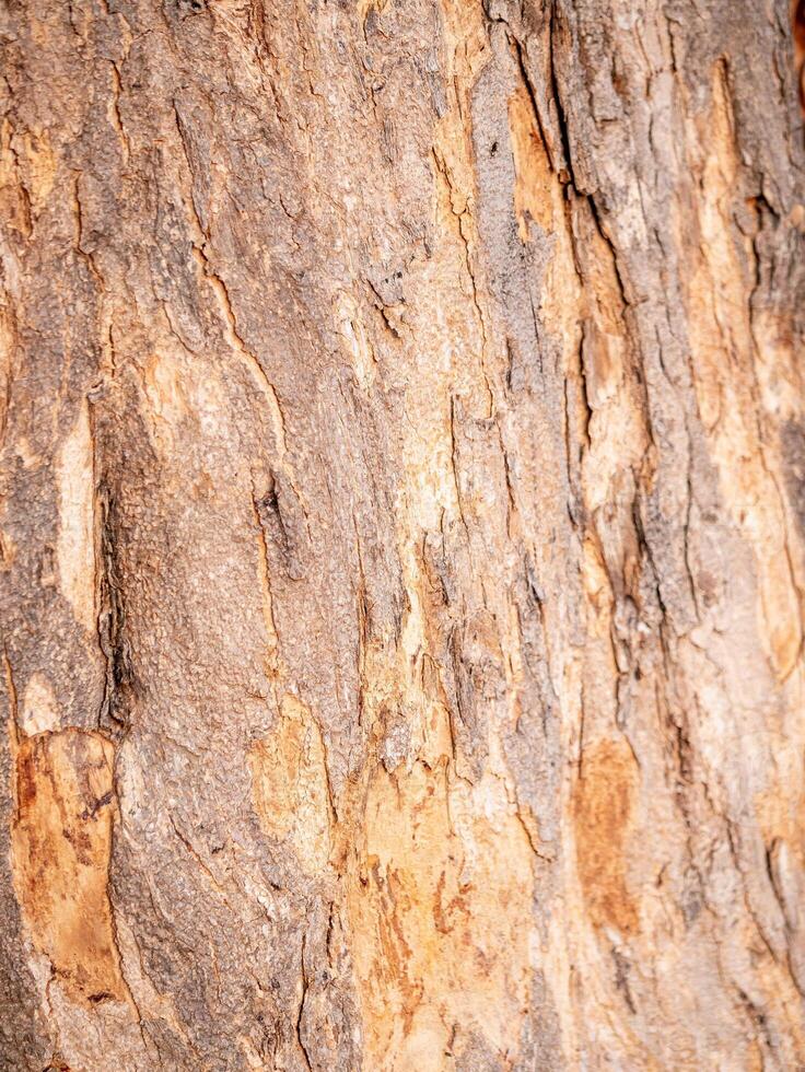 Textured tree bark close-up nature theme natural environment detailed view organic patterns photo