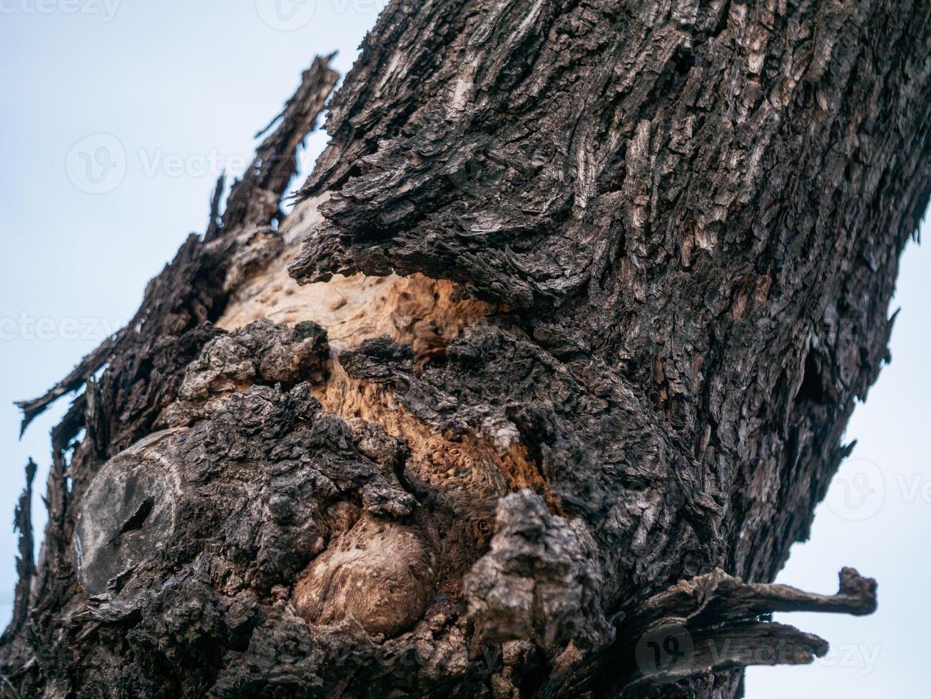 Nature's resilience close-up of a tree bark outdoor setting macro organic texture photo