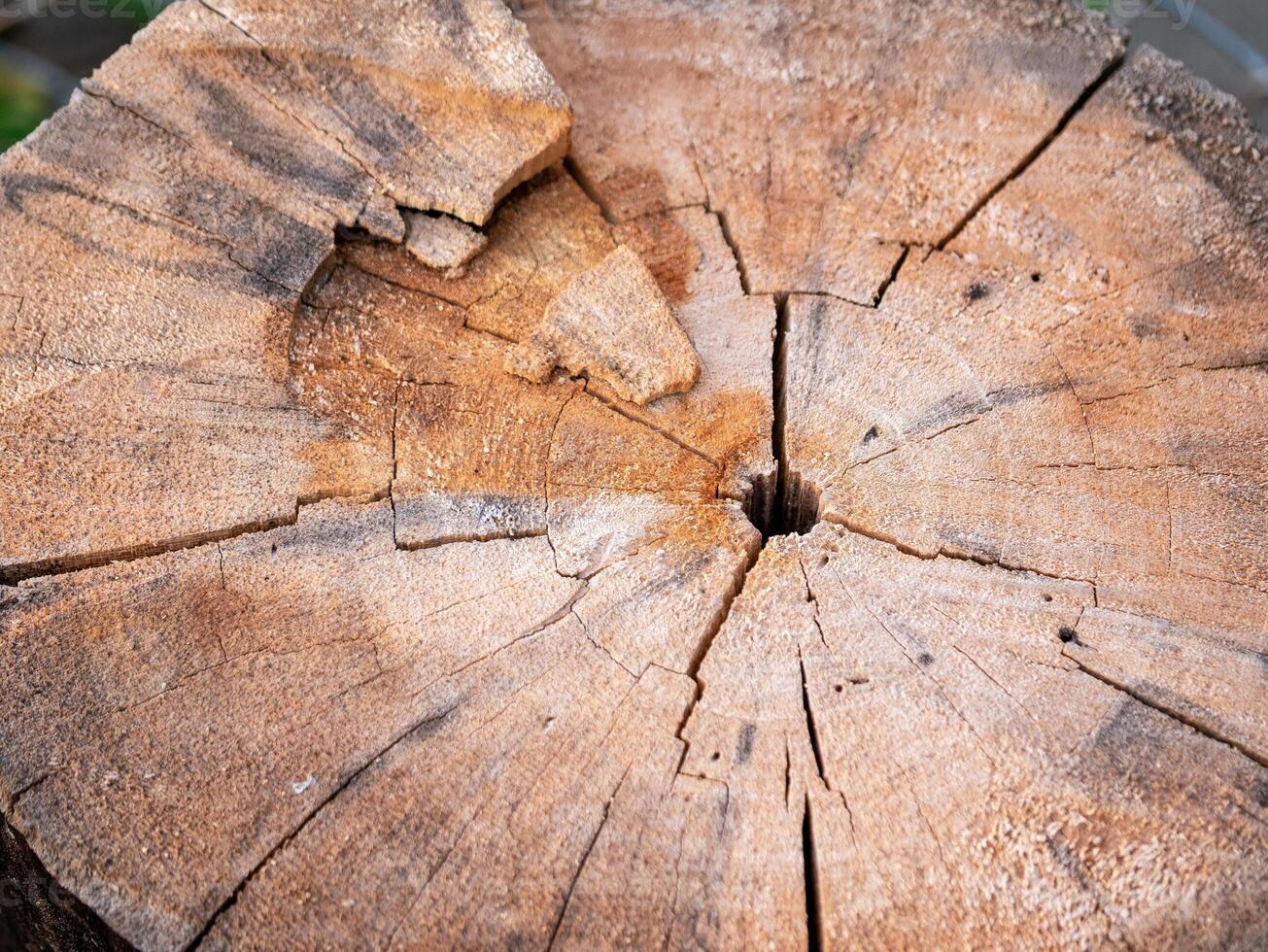 Exploring nature's texture tree stump close-up outdoor environment macro photo