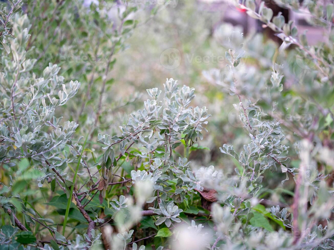 Exploring lush greenery a close-up of native plants in a natural environment photo