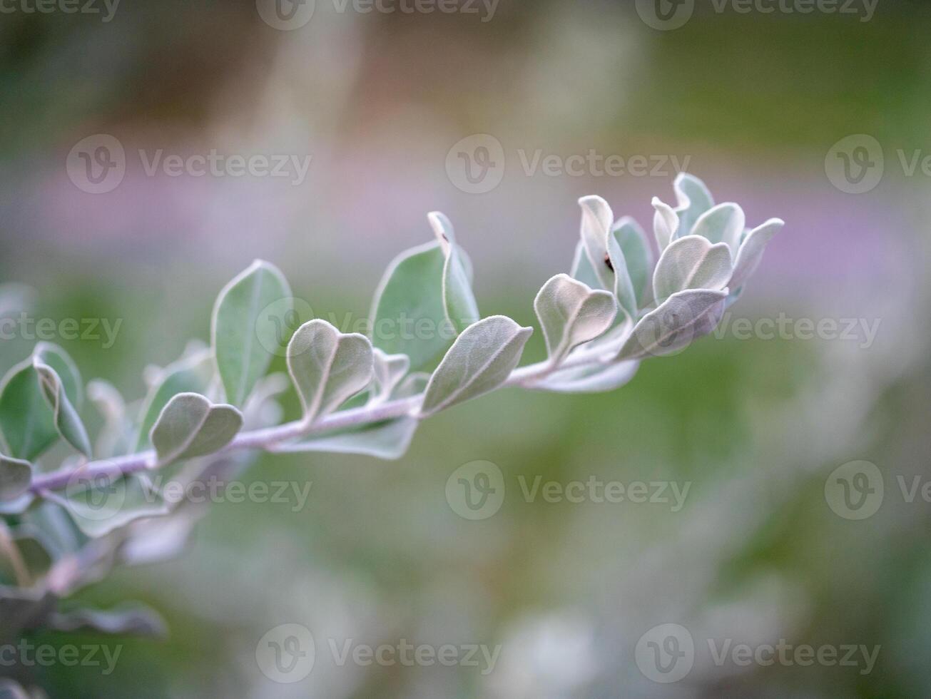 Delicate green leaves close-up nature scene botanical outdoor serene concept photo