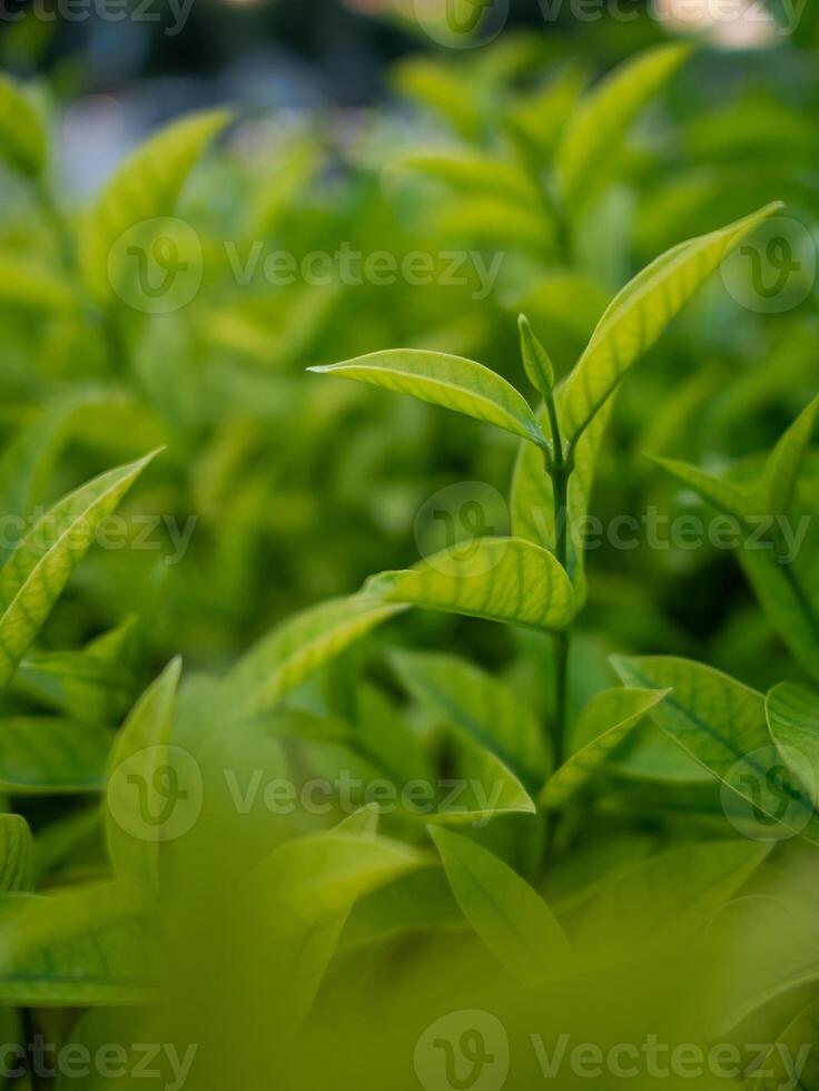 Vibrant green tea leaves in lush garden close-up nature's beauty serene environment photo