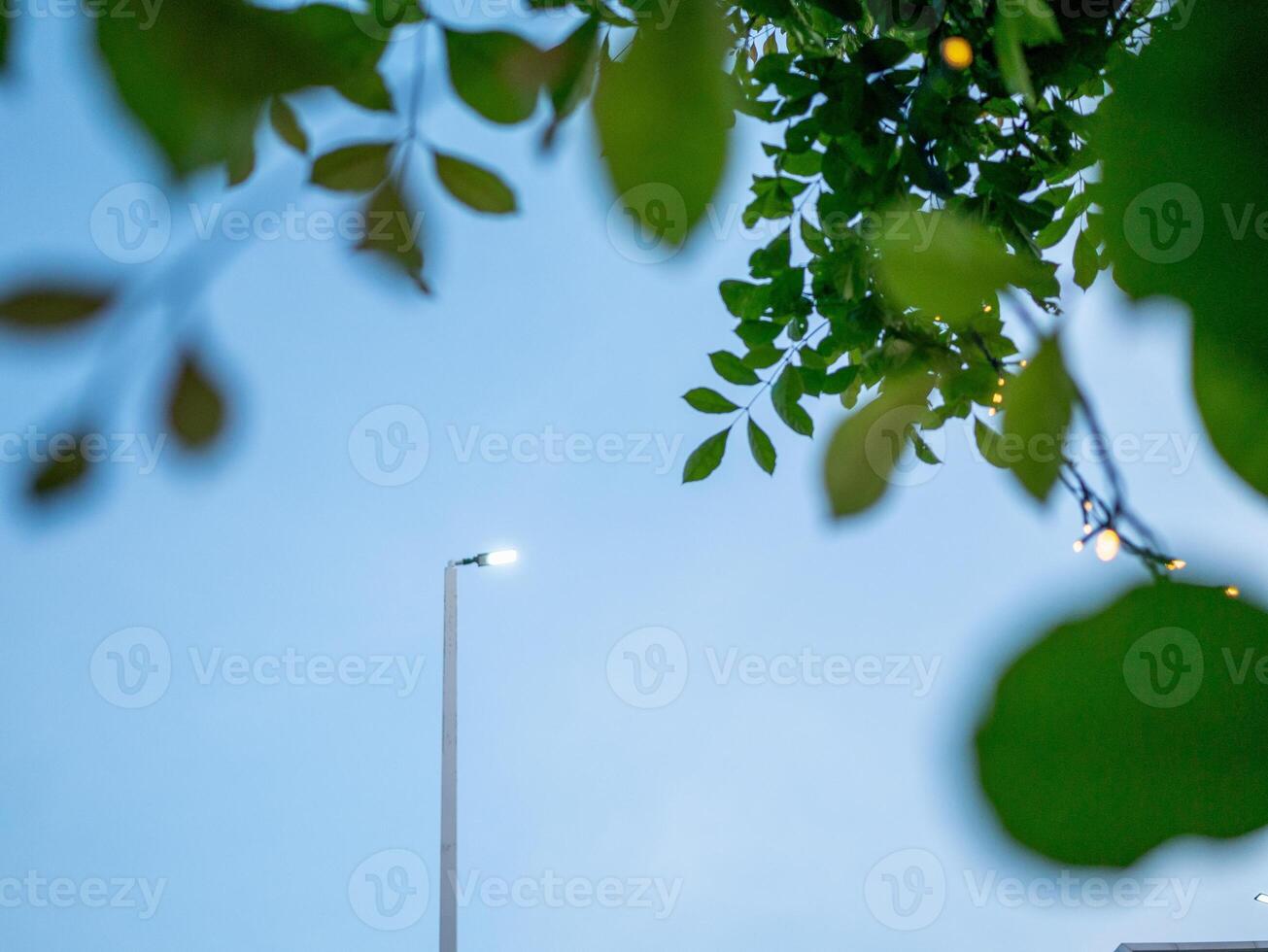 Evening street scene urban environment of streetlight and leaves serene atmosphere photo