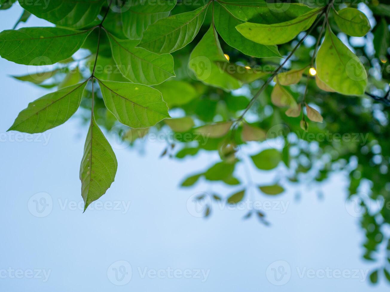 Lush green leaves urban garden nature sunny day close-up view serenity and growth photo