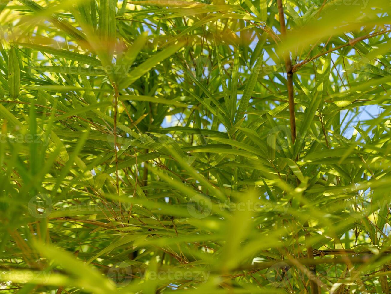 Exploring lush green foliage nature close-up bright atmosphere vibrant colors growth concept photo