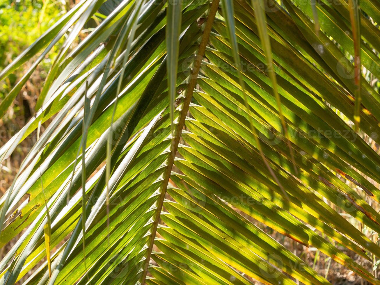 Exploring tropical greenery palm leaves lush forest close-up natural setting outdoor view plant life photo