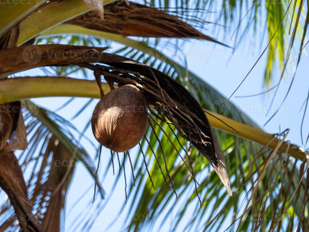 Coconut fruit palm tree tropical paradise nature close-up sunny environment natural beauty photo