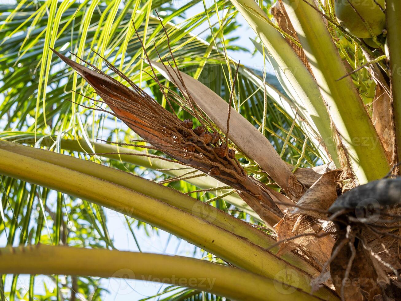 Exploring insect habitats in tropical palm trees an ecological study of lush environments photo