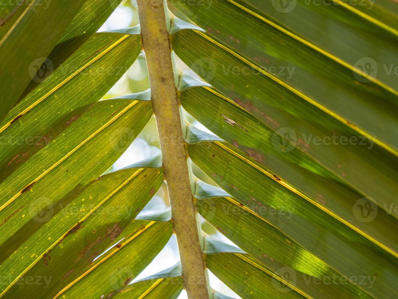 Nature's serenity exploring sunlit canopy of lush green palm leaves in paradise photo