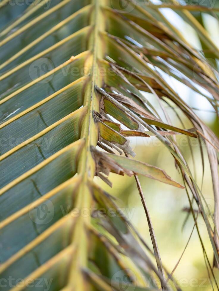 Exploring unique patterns of palm leaves in nature close-up outdoor environment photo