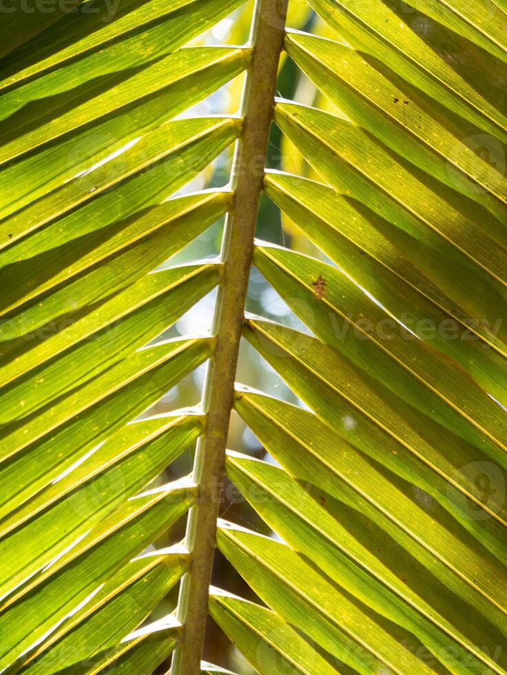 Vibrant green leaf patterns tropical forest close-up natural lighting macro view botanical beauty photo