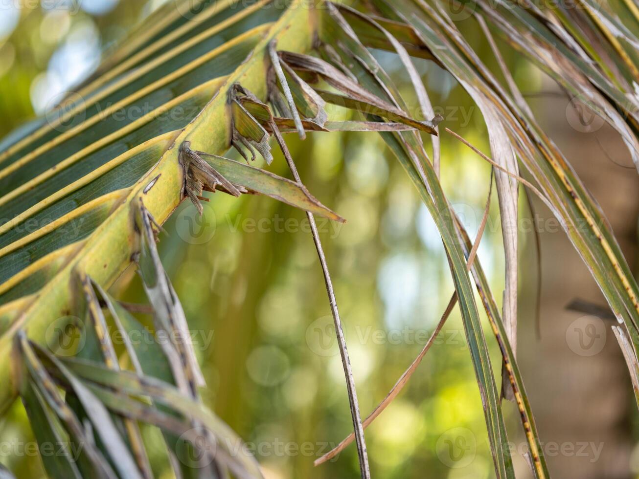 Exploring nature's beauty close-up of tropical plant leaves rainforest natural setting macro view photo