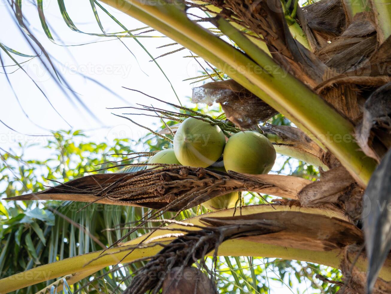 Coconuts growing a palm tree tropical landscape nature lush environment upward view growth concept photo