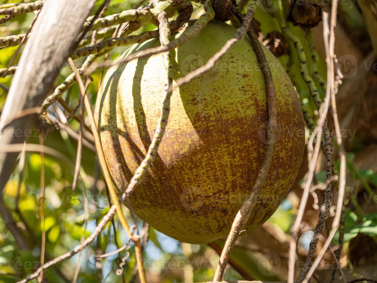 Harvesting nature's bounty the fascinating coconut fruit in tropical environments photo